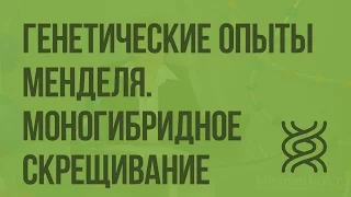 Генетические опыты Менделя. Моногибридное скрещивание. Видеоурок по биологии 9 класс