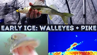 Early Ice: Walleyes + Pike Locations | Garmin Panoptix Livescope & Aqua Vu