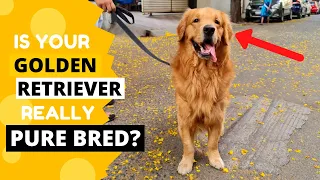 How to Identify a Pure Golden Retriever Puppy