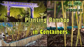 Planting Bamboo in Containers!