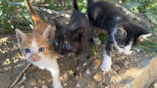 Trying to save kittens left to die || Their heart was full of cruelty.