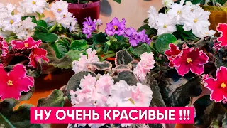 Мои любимые неприхотливые комнатные цветы - фиалки (сенполии)