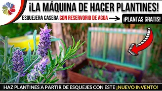 🌱 La MÁQUINA de hacer PLANTINES con ESQUEJES | ¡PLANTAS GRATIS TODO EL AÑO! 💧 Esquejera Wicking Bed