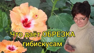 Гибискусы обрезаны! Зачем?!