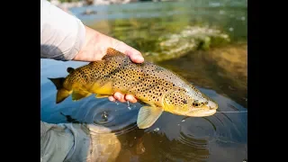 One of the best days fishing I've ever had!! Big Utah brown trout!