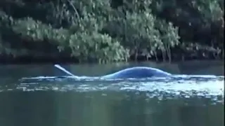 Loch Ness Monster Caught On Tape (In Real Life FOOTAGE) Nessie Monster