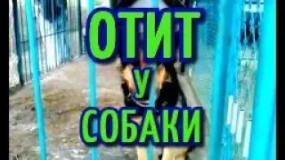 ОТИТ У СОБАКИ# ЧЕМ И КАК ЛЕЧИТЬ ОТИТ У СОБАК# НУЖЕН ОПЫТНЫЙ СОВЕТ