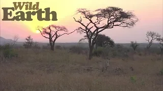 WildEarth - Sunset - 15 August 2020