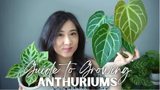 Velvet Anthurium Care Tips |  8 Things You Should Know