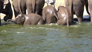 Elefanten baden im Erlebnis-Zoo Hannover
