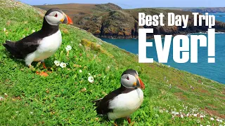 Is Skomer Island worth it in 2024? YES!!