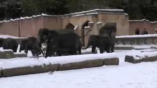 Elefanten im Schnee!