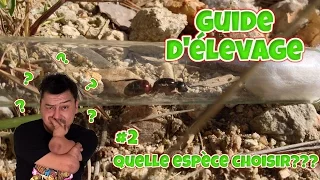 Elever des fourmis: Ep2 Quelle espèce choisir?