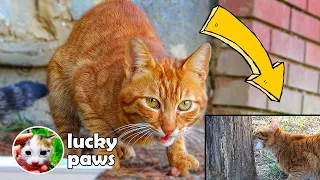 The Poor Cat Eats The Ants in The Tree to Fill His Stomach - Lucky Paws