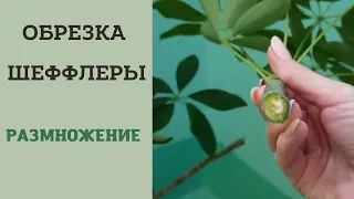 Обрезка шеффлеры из подъезда. Размножение шеффлеры черенками🌿.