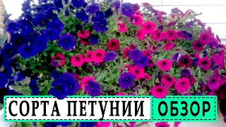 Чем ампельная петуния отличается от каскадной? Обзор сортов петунии