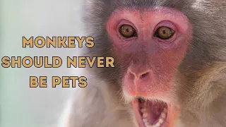 Funny creatures - Monkeys? Never Domesticate a Monkey! 3 Minutes To Learn Something New About Them!