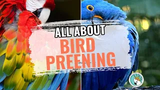 What You Need To Know About Bird Preening