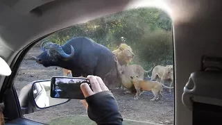 Lions Hunt Buffalo Next to Vehicle