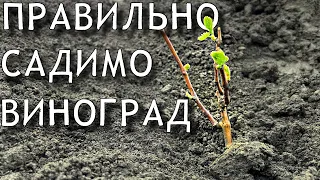 Перевірений спосіб посадки виноградного куща весною. Більше 1000 кущів ми посадили саме ТАК