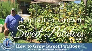 How to Grow Sweet Potatoes | Complete Growing Guide | Part 2 of 3