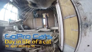 Cat with GoPro exploring abandon house 2