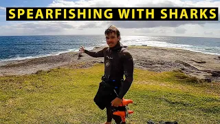 Spearfishing with Sharks (Great White, Hammerhead, Whaler)