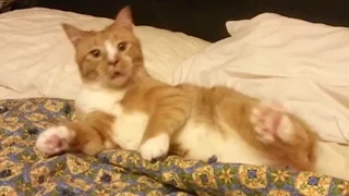 15 Ridiculously Cute Pet Sneezes