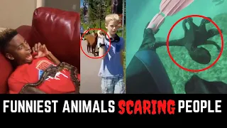 FUNNY ANIMALS SCARING PEOPLE Reactions Compilation 2020 (Funny Wild Animals) - Animal Attack Funny