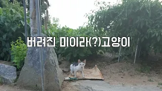 길에 버려진 미이라(?)고양이 (호두이야기)