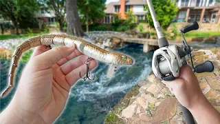 Giant Lures VS Tiny Urban Ponds!