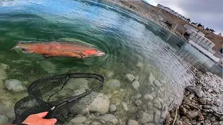 Incredible Fly Fishing in Man-Made Hydro Canal for Giant Trout + Bonus River Monster