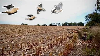 Chaotic DOVE Hunting LIMITS In Cut Corn Field