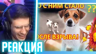 МЕЛЛШЕР СМОТРИТ: Собака и Кега, что стало с ней? Что стало с собакой после взрыва кеги?