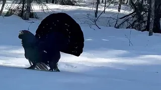 Глухарь . Символ малиновки. Он ждёт нас  в Sport-vill