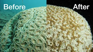 Time Lapse of Tombstone coral polyps emerging to feed