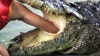 Pattaya Thailand Crocodile Farm 2011.This man sticks his arm in a Crocodile stomach ฟาร์มจระเข้พัทยา