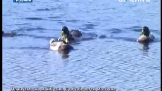 Новгород-сіверські лісівники з власної ініціативи розводять диких качок на заплаві Десни