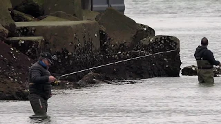 Sea Bass Fishing Rotterdam - Zeebaars vissen Rotterdam - Levrek Avı Rotterdam