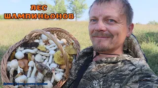 Такого поворота я неожидал | ЛЕС ШАМПИНЬОНОВ