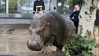 Наводнение в Тбилиси: человеческие жертвы и массовое бегство животных из зоопарка