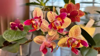 Полив Орхидей ( подростки во мхе , чем удобряем )