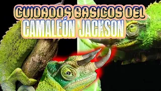 Cuidados Basicos Del Camaleón Jackson - (Trioceros jacksonii).Alimentacion, reproducción, E.T.C.