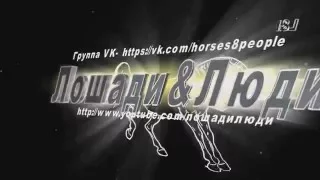 Бега-Заезд 3 лет Райкова 2016 (Лошади-Horse–Animal-racing-конь-смотреть-онлайн-скачки)