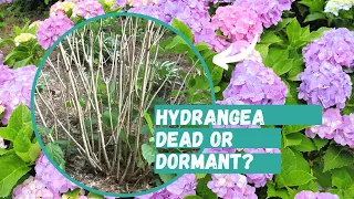 Is Your Hydrangea Dead or Dormant? | Hydrangea | Hydrangea Care