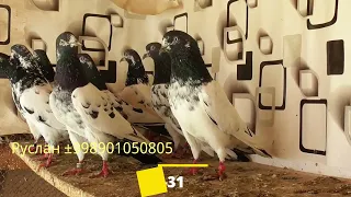 Голуби Тедди_Камагар Покистанцы,Teddy's Pigeons_Kamagar Pokistans Tauben Pigeons!!!