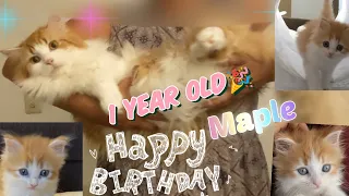 Maple🎂1 year old 〜short version〜