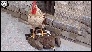 The Rooster Showed the Eagle Who is The Boss Here