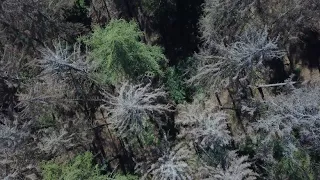 Drei dürre Jahre nacheinander: Unser Wald trocknet aus