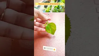 🌺Best Grafting method for Hibiscus with aloe🙏subscribe🙏 #viral #shorts #youtubeshorts #shortsfeed